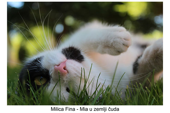 Milica Fina - 2001 - Mia u zemlji čuda izrada