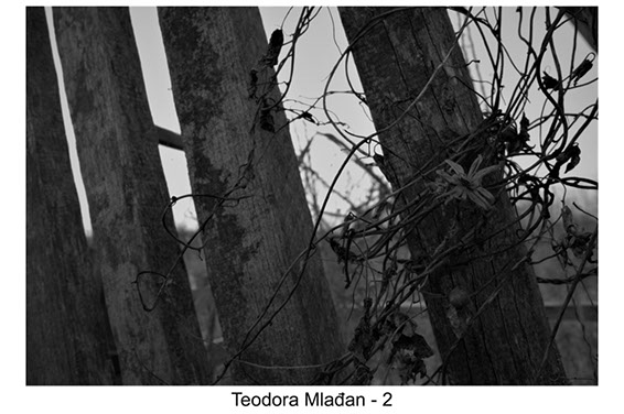 Teodora Mlađan - 2003 - MLAĐAN_TEODORA_2 izrada